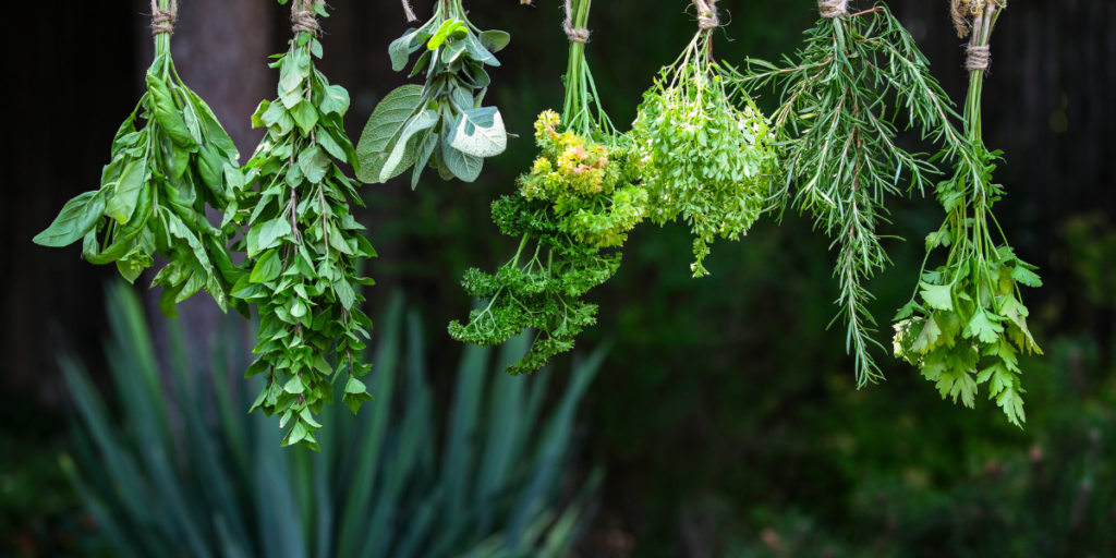 Des aromates suspendus sèchent dans un jardin.